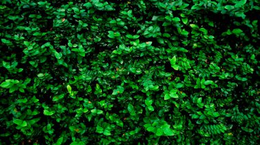 Doğal ağaçlarla kaplı bir duvarın soyut arkaplan resmi. bir projede arkaplan olarak kullanılmak üzere.