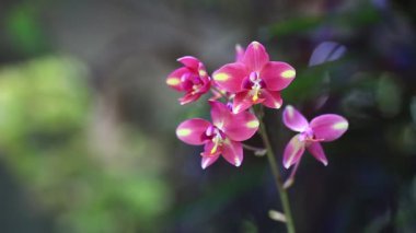Açık havada büyüyen parlak renkleri olan taze güzel çiçekler.