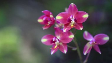 Parlak renkli güzel çiçekler tazelik verir.