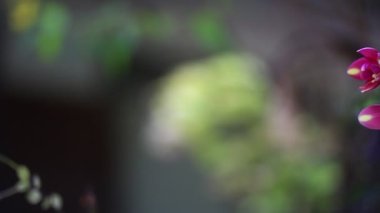 Açık havada büyüyen parlak renkleri olan taze güzel çiçekler.