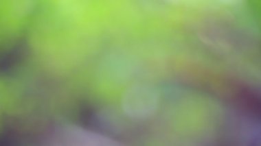 Açık havada büyüyen parlak renkleri olan taze güzel çiçekler.