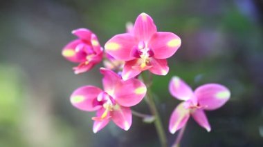 Parlak renkli güzel çiçekler tazelik verir.