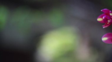 Açık havada büyüyen parlak renkleri olan taze güzel çiçekler.