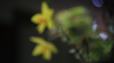 Parlak renkli güzel çiçekler tazelik verir.