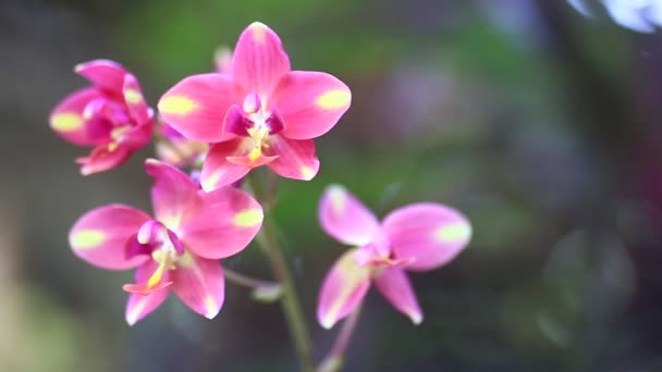 Hermosas Flores Con Colores Brillantes Dan Frescura — Vídeos de Stock