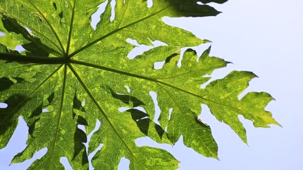 Närbild Färgglada Blad Med Tydliga Detaljer Blå Himmel Bakgrund — Stockvideo