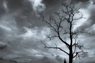 Proje geçmişin için korkunç ölü bir ağacın siyah beyaz resmi..