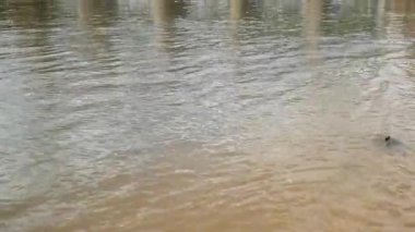 Küçük barajlar Tayland 'ın kırsal bölgelerindeki kanalları tıkıyor