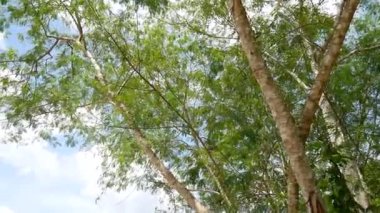 güzel yeşil yapraklar, yeşillik konsepti