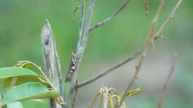 Çiftlik arazisindeki bir ağaca tünemiş bir çekirgenin yakın çekimi. Çekirgeler çiftçilerin baş belasıdır..