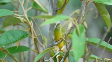 Çiftlik arazisindeki bir ağaca tünemiş bir çekirgenin yakın çekimi. Çekirgeler çiftçilerin baş belasıdır..