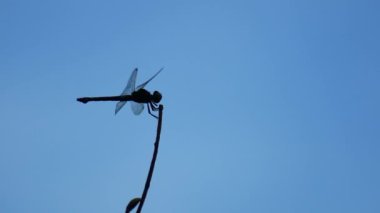 Dala konmuş bir yusufçuğa yaklaş