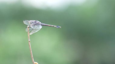 Dala konmuş bir yusufçuğa yaklaş