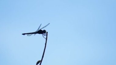 Dala konmuş bir yusufçuğa yaklaş