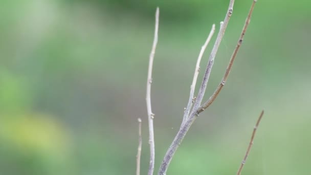 Close Grasshopper Perched Tree Farm Plot Grasshoppers Pests Farmers — Stock Video