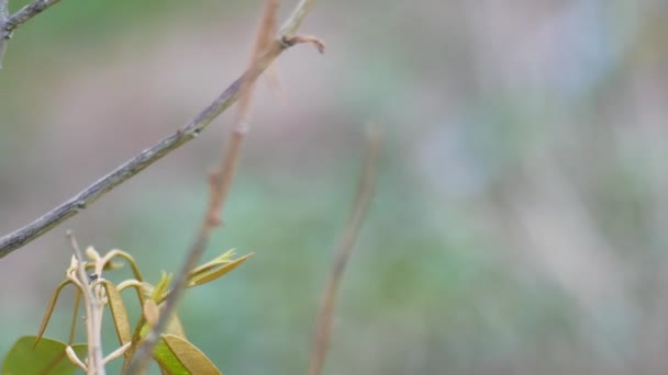 Detailní Záběr Kobylky Usazené Stromě Statku Kobylky Jsou Škůdci Farmářů — Stock video