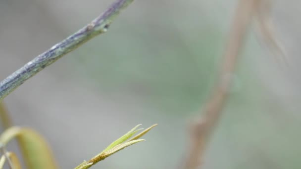 一只蚱蜢的特写栖息在农场里的一棵树上 草食动物是农民的害虫 — 图库视频影像