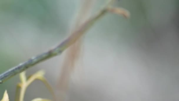 Κοντινό Πλάνο Μιας Ακρίδας Σκαρφαλωμένης Ένα Δέντρο Ένα Αγροτεμάχιο Ακρίδες — Αρχείο Βίντεο