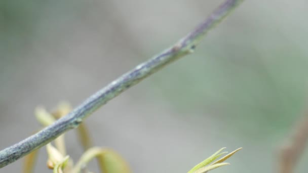 Κοντινό Πλάνο Μιας Ακρίδας Σκαρφαλωμένης Ένα Δέντρο Ένα Αγροτεμάχιο Ακρίδες — Αρχείο Βίντεο