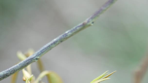 Close Van Een Sprinkhaan Een Boom Een Landbouwgrond Grasshoppers Zijn — Stockvideo