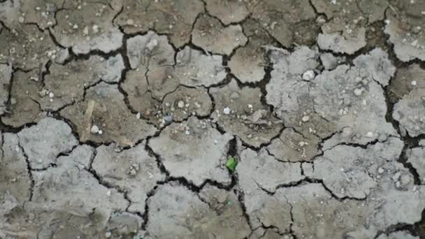 Vista Cerca Del Agrietamiento Del Suelo Durante Sequía — Vídeos de Stock