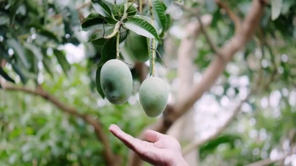 Close Hand Holding Green Fruit — Vídeos de Stock