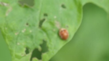 Çiftlik arazisindeki uğur böceği yiyen bitkileri kapatın.