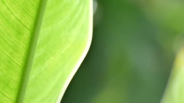 Yeşil yapraklı dalın kapağını kapat