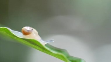 Yavru salyangozların yaprakların üzerinde yiyecek araması.