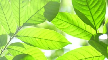 Yeşil yapraklı dalın kapağını kapat