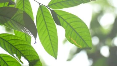 Yeşil yapraklı dalın kapağını kapat