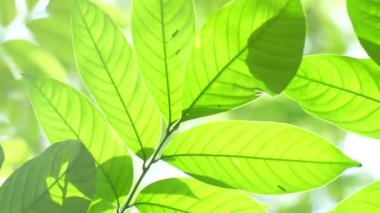 Yeşil yapraklı dalın kapağını kapat