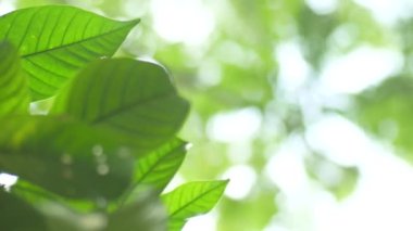 Yeşil yapraklı dalın kapağını kapat