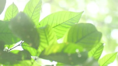 Yeşil yapraklı dalın kapağını kapat