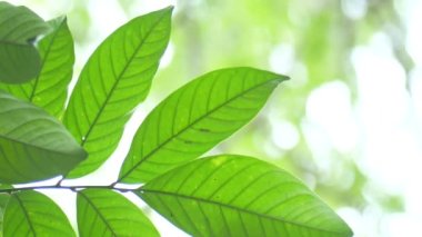 Yeşil yapraklı dalın kapağını kapat