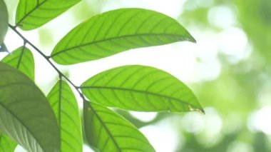 Yeşil yapraklı dalın kapağını kapat