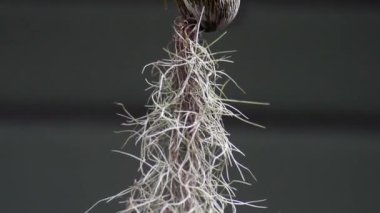 Güzel botanik fotoğrafı, doğal duvar kağıdı.