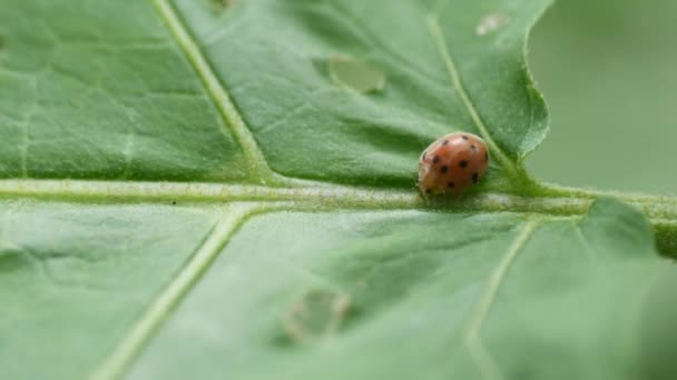 Close Van Lieveheersbeestjes Eten Planten Een Boerderij Perceel — Stockvideo