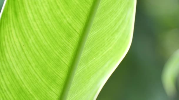 Yeşil Yapraklı Dalın Kapağını Kapat — Stok video