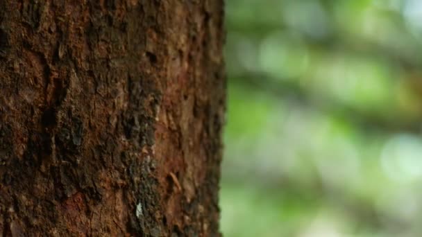 Абстрактний Фон Старої Текстури Дерева — стокове відео