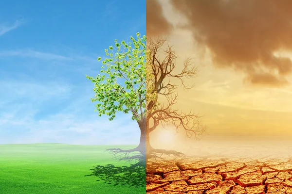 Klim Değişikliği Kuraklıktan Yeşil Büyümeye Dönüştü Klim Değişikliği Dünyayı Soldurdu — Stok fotoğraf