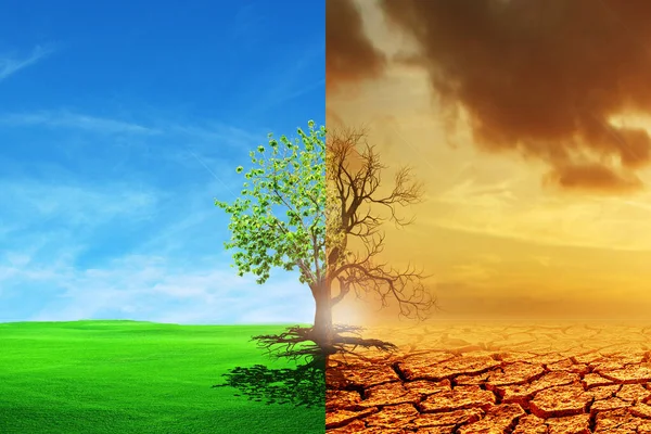 Зміна Клімату Від Посухи Зеленого Зростання Зміна Клімату Суходолу Концепція — стокове фото