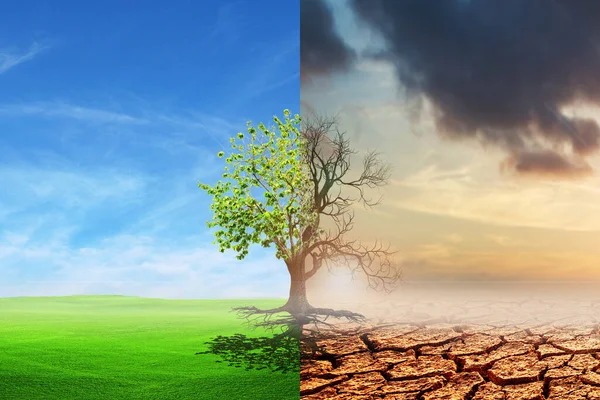 干ばつから緑の成長への気候変動 気候変動は地球を枯らした 地球温暖化の概念枯死木と地球環境変化の概念としての木の比較図 ロイヤリティフリーのストック写真
