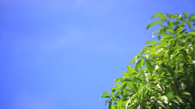 Bulutların ve mavi gökyüzünün soyut arkaplan görüntüsü