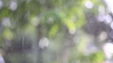 Yapraklara düşen yağmur damlaları, doğa arka planı