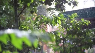 Yapraklara düşen yağmur damlaları, doğa arka planı
