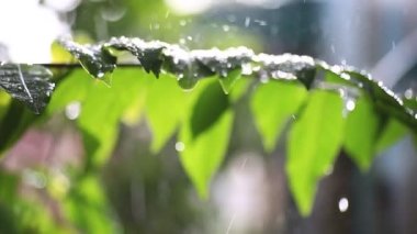 Yapraklara düşen yağmur damlaları, doğa arka planı