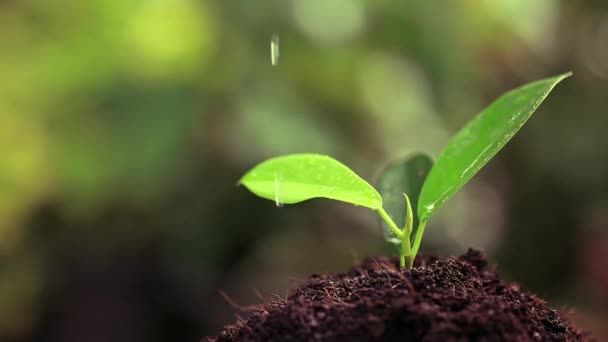 Planta Suelo Vida Jardín — Vídeo de stock