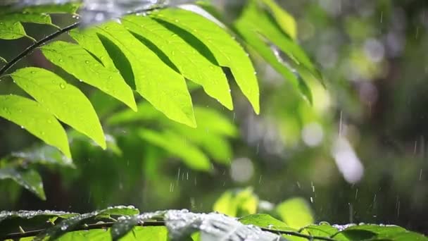 Gocce Pioggia Che Cadono Sulle Foglie Sfondo Della Natura — Video Stock