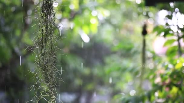 Gotas Lluvia Cayendo Sobre Las Hojas Fondo Natural — Vídeos de Stock